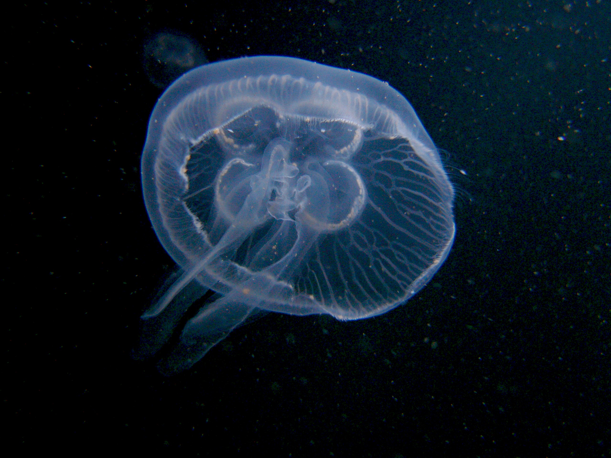 Медузе женски род